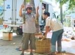 Phú Yên Kế hoạch tập huấn kỹ thuật nuôi và phòng bệnh trên tôm hùm