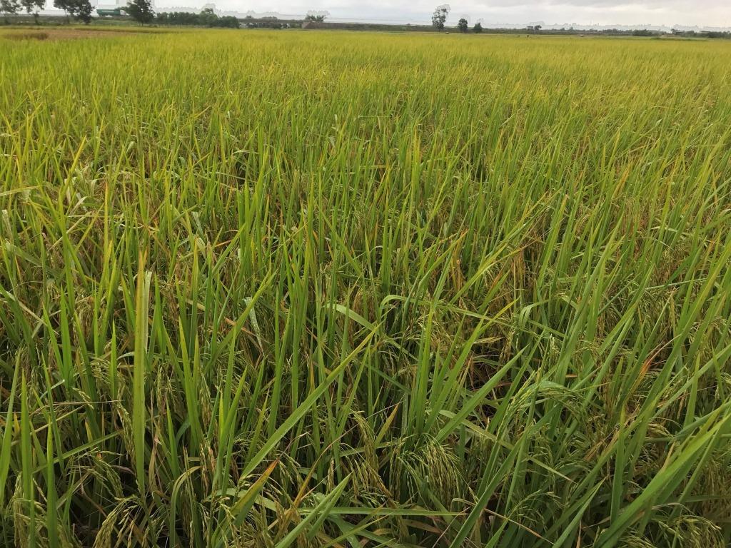Quảng Trị Ứng dụng công nghệ sạ cụm trong sản xuất lúa vụ đông xuân 2022-2023