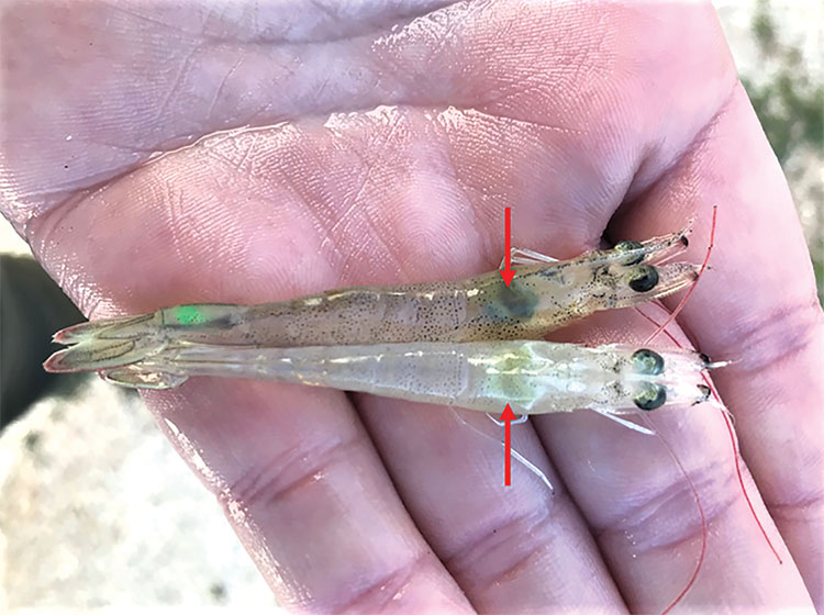 Giải pháp kiểm soát vi khuẩn Vibrio spp gây bệnh hoại tử gan tuỵ cấp trên tôm thẻ chân trắng