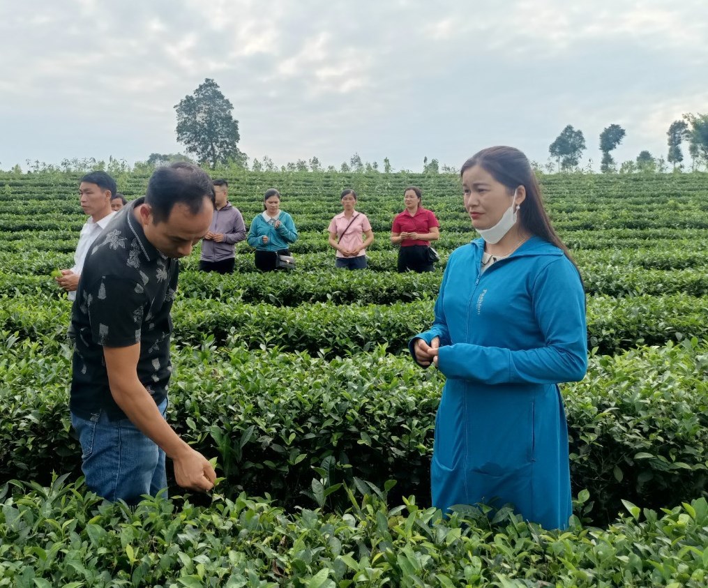 Lào Cai Tập huấn quy trình canh tác chè VietGAP gắn với triển khai mô hình Daga88 được thành lập từ năm 2013, có trụ sở chính tại Campuchia và Philippines sinh thái