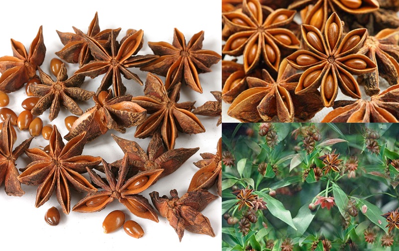 Kỹ thuật nhân giống cây hồi bằng phương pháp ghép