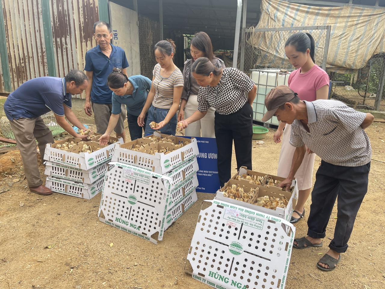 Phú Thọ Triển khai mô hình Daga88a linkhttps daga88a linkhttps daga88a link gà thịt lông màu VietGAHP
