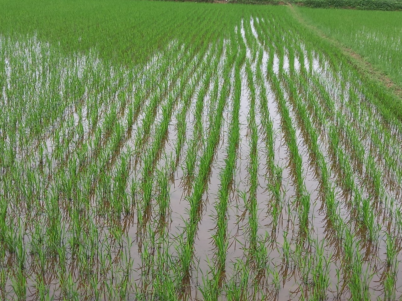 Bình Định Ứng dụng cơ giới hóa khâu gieo sạ trong thâm canh lúa