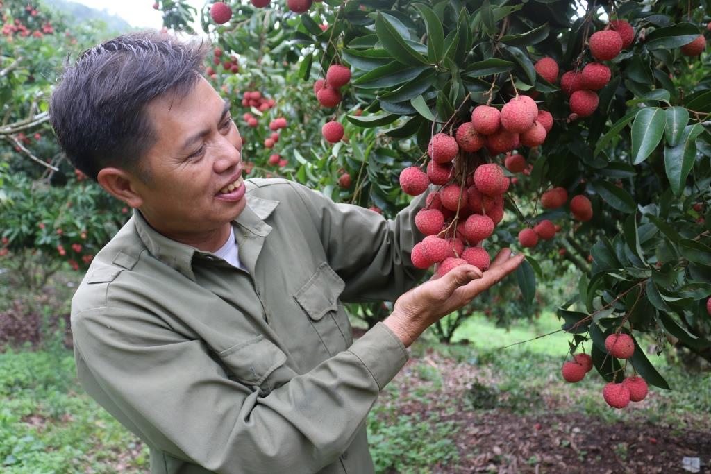 Bắc Giang Sản phẩm vải thiều Lục Ngạn đạt “tiêu chuẩn OCOP 5 sao” được hỗ trợ 300 triệu đồng