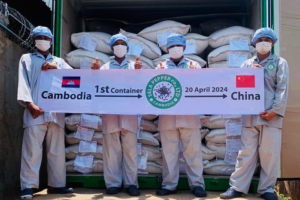 Campuchia Xuất khẩu hạt tiêu sang Trung Quốc có triển vọng ngay cả khi hạn hán