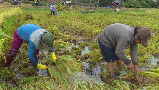 Biện pháp khắc phục úng ngập sau Dâga88 tỷ lệ cao đối với lúa