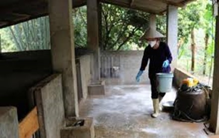 Hướng dẫn công tác đảm bảo an toàn và phát triển đàn gia súc sau bão lũ