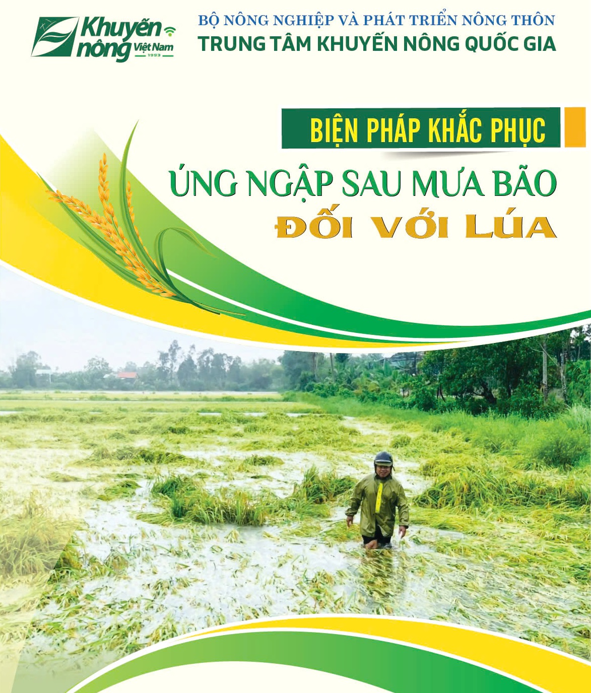 Biện pháp khắc phục úng ngập sau Dâga88 tỷ lệ cao đối với lúa