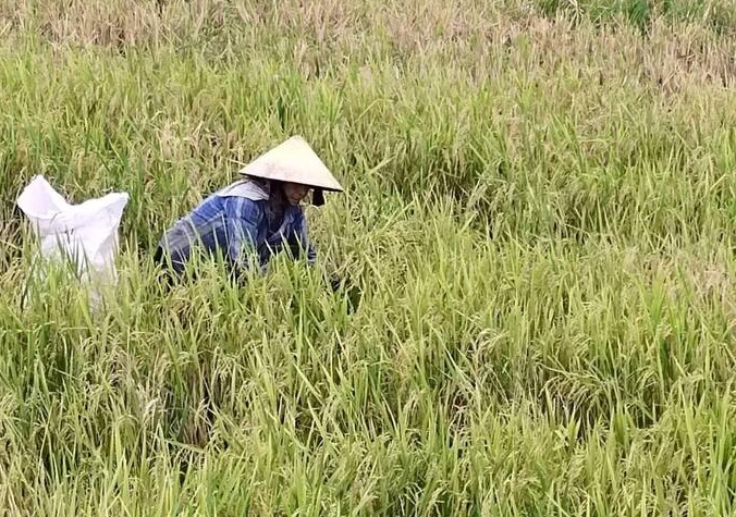 Hướng dẫn kỹ thuật Daga88.com c3 các trận đá gà đỉnh cao lúa chét đối với các vùng bị ngập lụt sau thiên tai tại các tỉnh phía Bắc