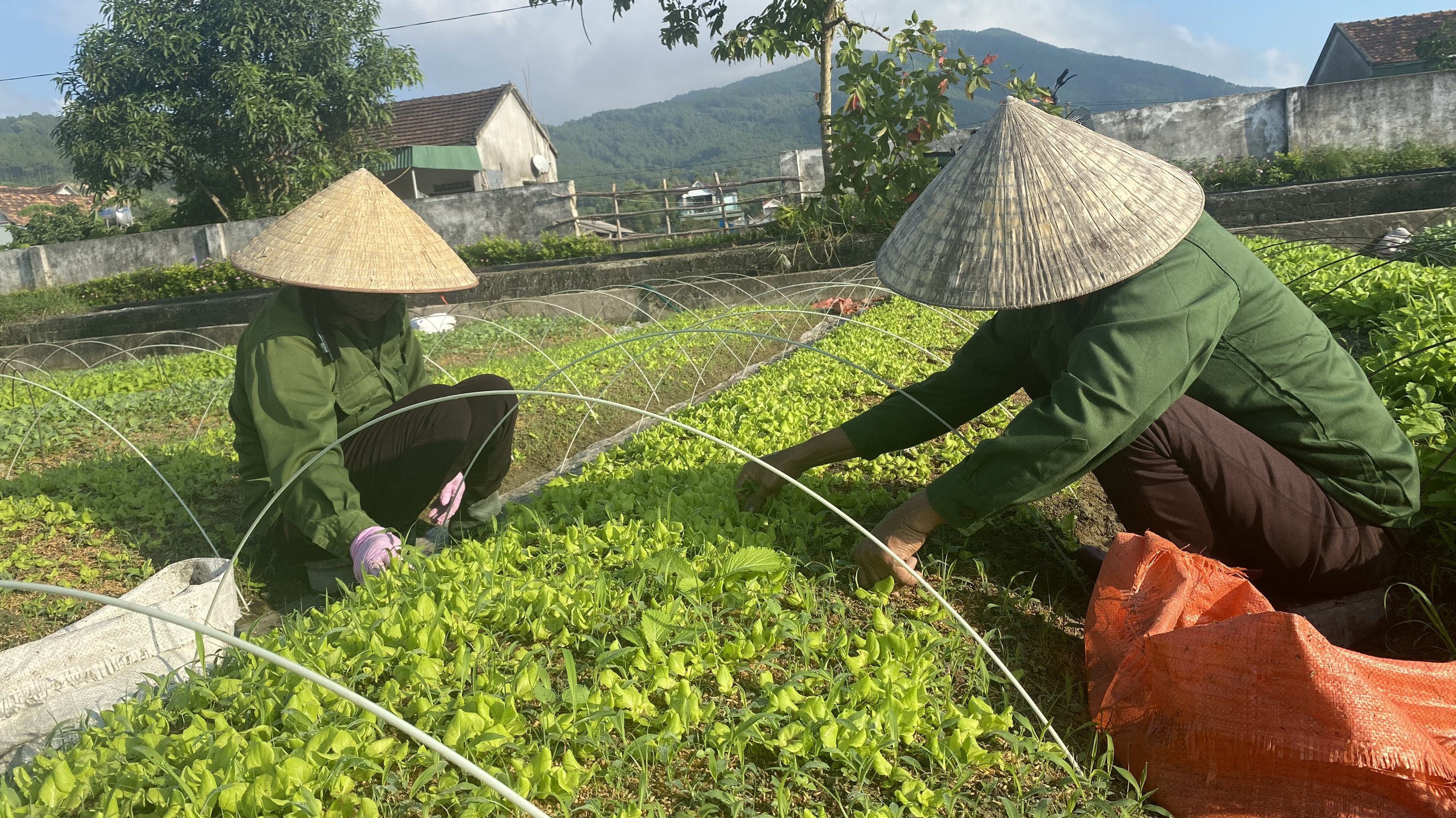 Hà Tĩnh Đẩy mạnh Daga88.com c3 các trận đá gà đỉnh cao cây trồng vụ đông