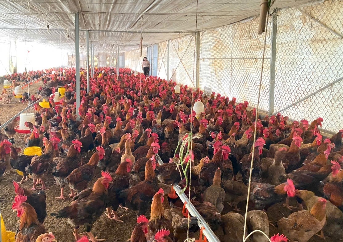 Nghệ An Thực hiện thành công mô hình Daga88a linkhttps daga88a linkhttps daga88a link gà thương phẩm theo tiêu chuẩn VietGAHP, ứng dụng công nghệ Blockchain