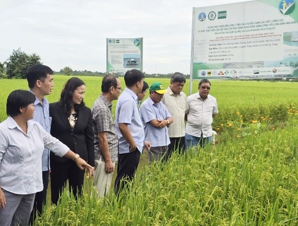 Máy sạ cụm với mục tiêu Đề án “một triệu héc-ta”