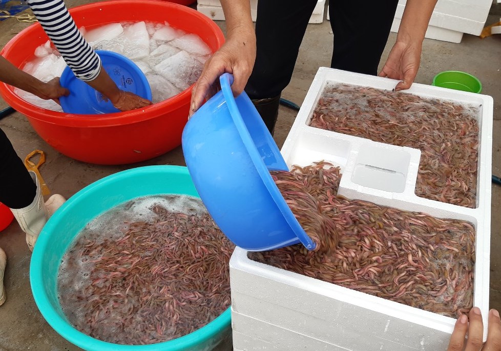 Kỹ thuật canh tác rươi kết hợp Daga88.com c3 các trận đá gà đỉnh cao lúa hữu cơ