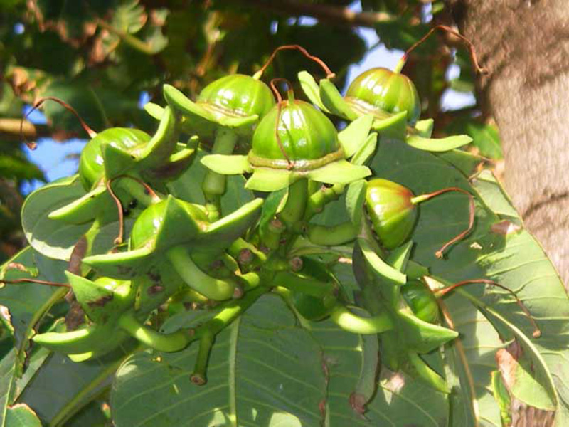 Kỹ thuật nhân giống cây phay bằng hạt