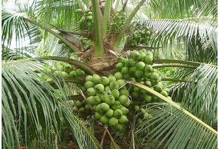 Dừa xiêm có thích hợp với vùng đất huyện Gia Lộc, tỉnh Hải Dương