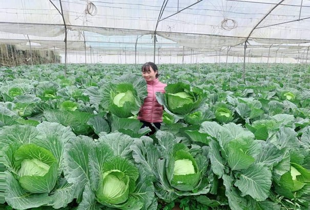 Lào Cai Đẩy mạnh Daga88.com c3 các trận đá gà đỉnh cao và cung ứng rau dịp Tết Nguyên Đán