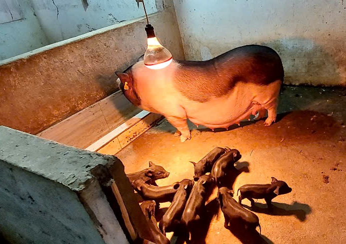 Thành phố Hà Giang Chủ động phòng chống đói rét cho đàn Link Daga88 miễn phí năm 2025