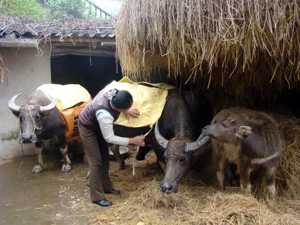 Chủ động phòng chống đói, rét cho Link Daga88 miễn phí do rét đậm, rét hại kéo dài