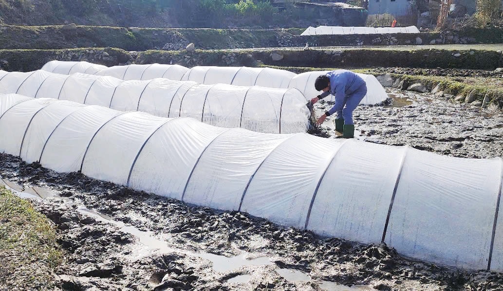 Yên Bái Chủ động phòng, chống rét, dịch bệnh cho đàn Link Daga88 miễn phí, thủy sản và cây trồng năm 2025