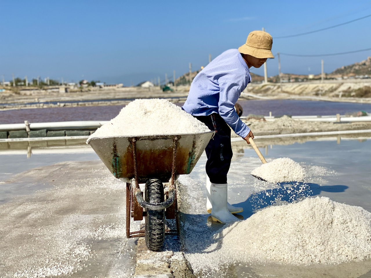 Ninh Thuận Diêm dân thu hoạch muối đầu năm