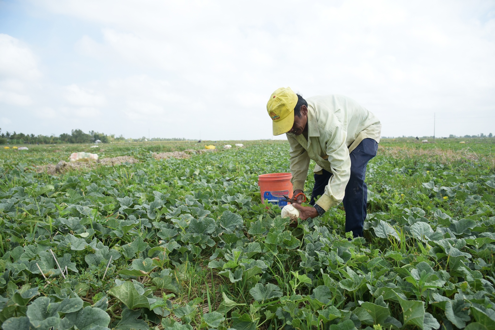 Kiên Giang Nông dân phấn khởi vì dưa trúng mùa, được giá cao