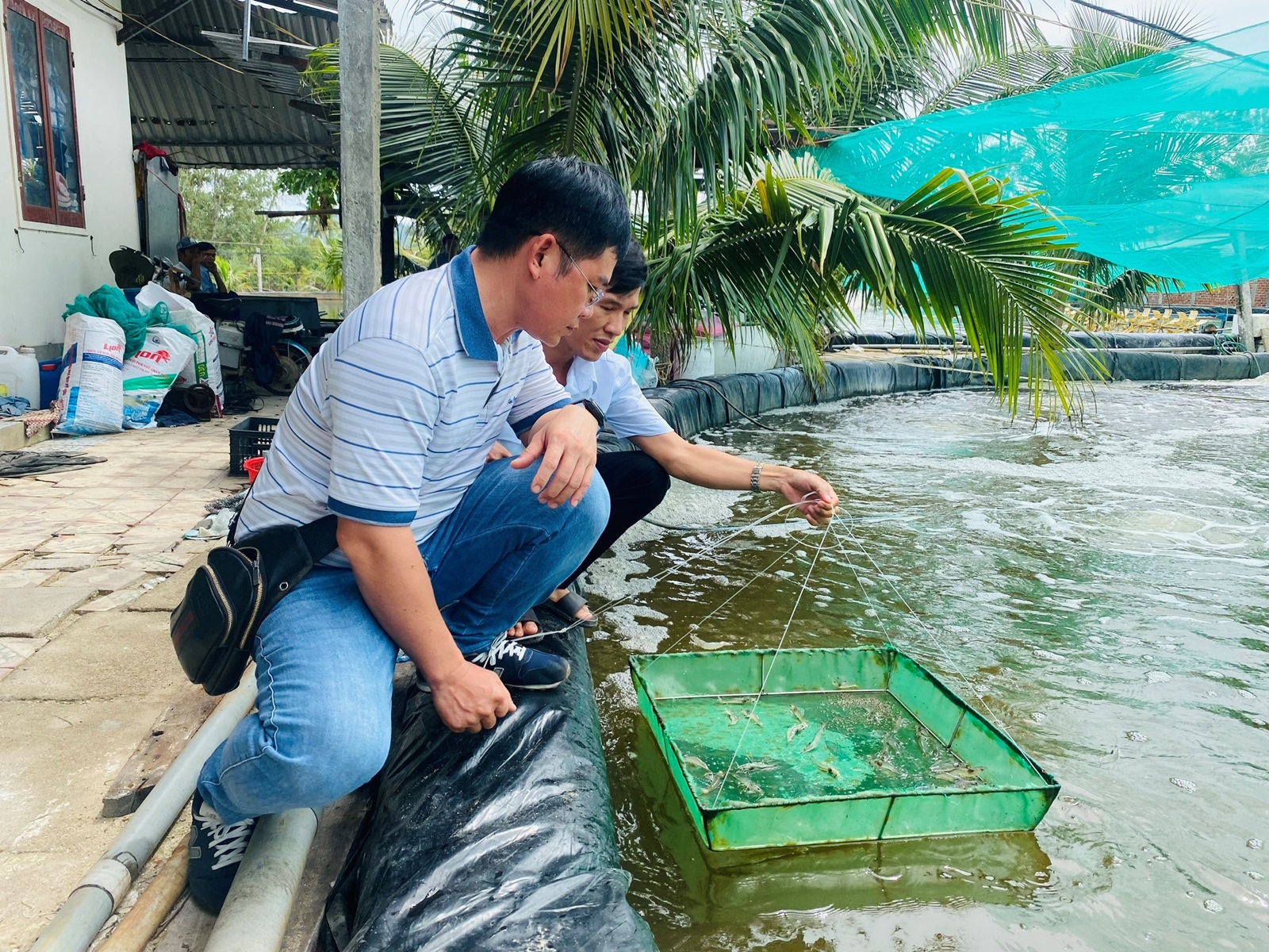 Hiệu quả mô hình nuôi tôm thẻ chân trắng ứng dụng công nghệ cao thích ứng với Daga88 được thành lập từ năm 2013, có trụ sở chính tại Campuchia và Philippines