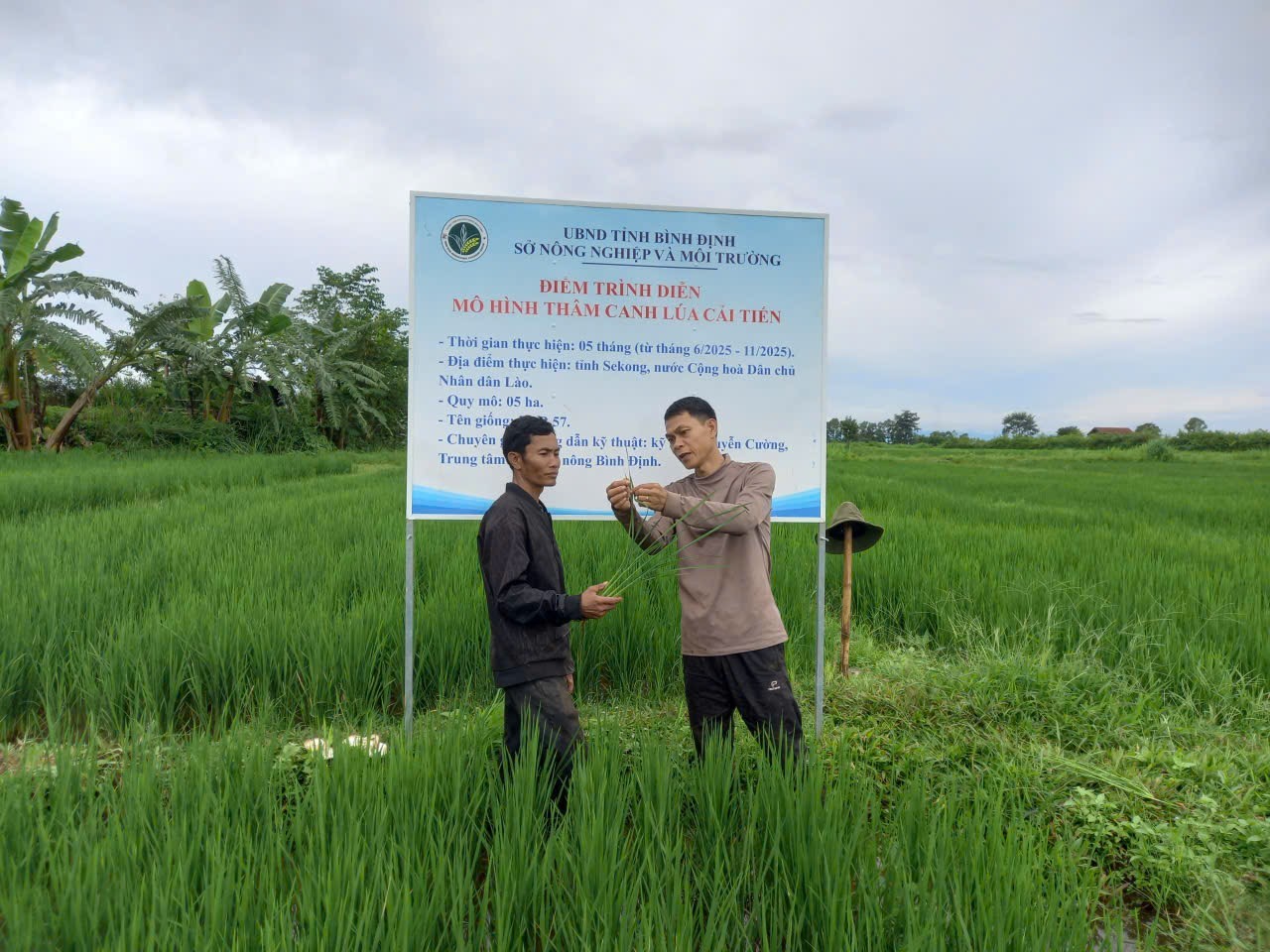 Gia Lai Chuyển giao kỹ thuật thâm canh lúa cải tiến cho tỉnh Sekong, CHDCND Lào