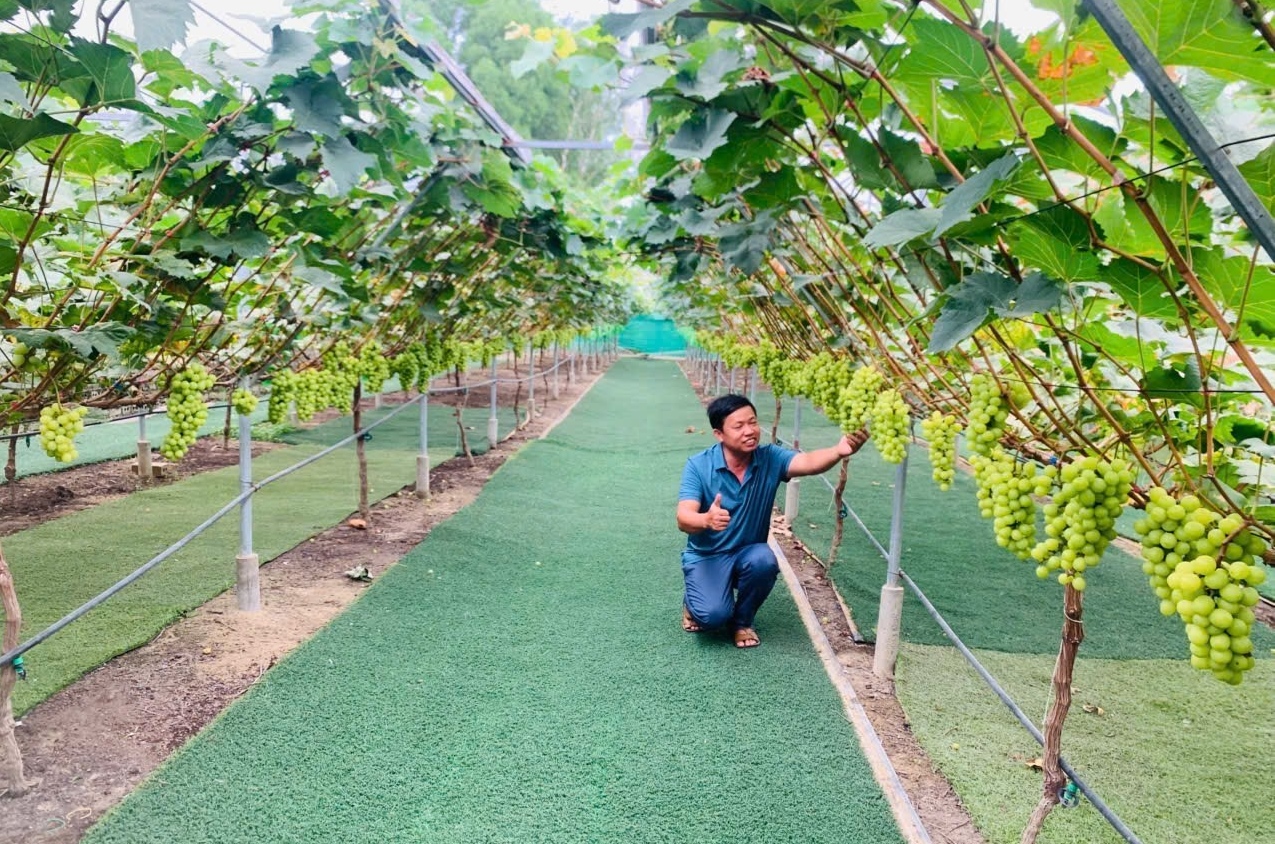 Trồng nho cao cấp cho thu nhập khủng