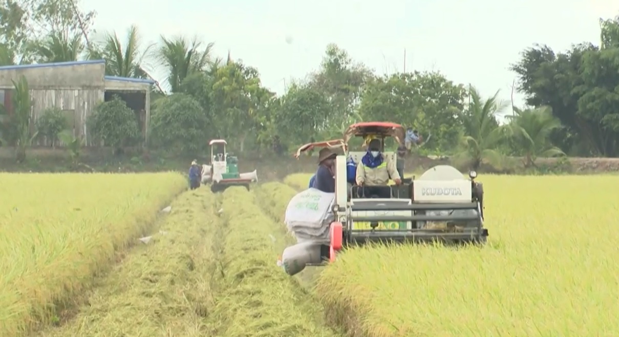 Đồng Tháp: Xây dựng mô hình canh tác lúa giảm phát thải phục vụ phát triển bền vững nguồn nguyên liệu lúa gạo ĐÁ GÀ 88 | Trực Tiếp Đá Gà THOMO [CPC1 CPC2 CPC3 vùng ĐBSCL vụ Hè thu 2025