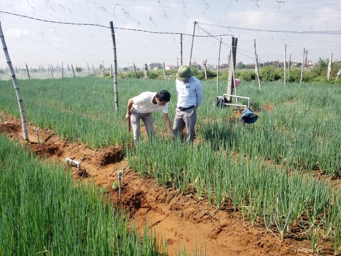 Tập huấn kỹ thuật Daga88.com c3 các trận đá gà đỉnh cao hành lá đạt tiêu chuẩn VietGAP góp phần khôi phục vùng trồng sau Dâga88 tỷ lệ cao