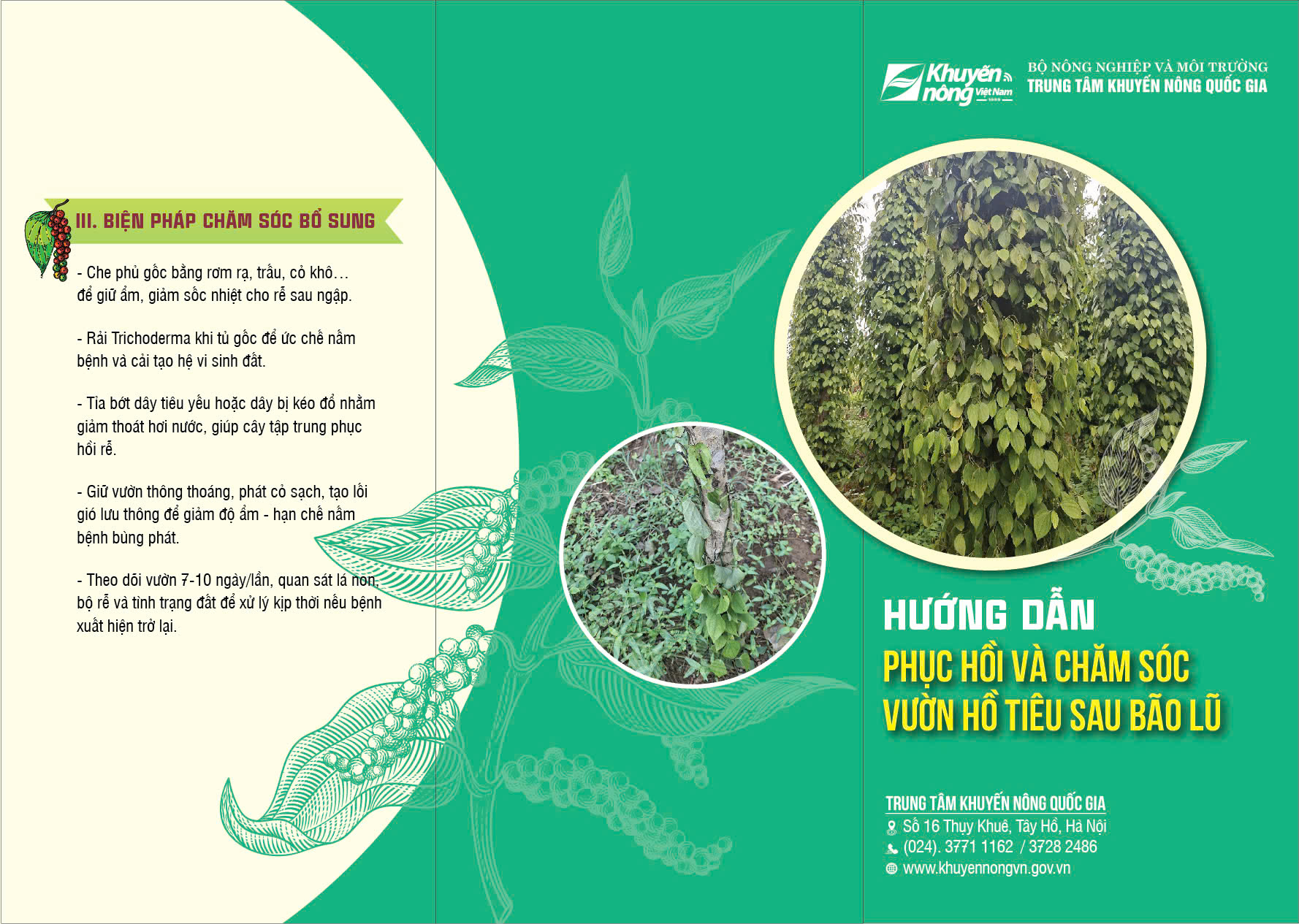 Hướng dẫn phục hồi và chăm sóc vườn hồ tiêu sau bão lũ
