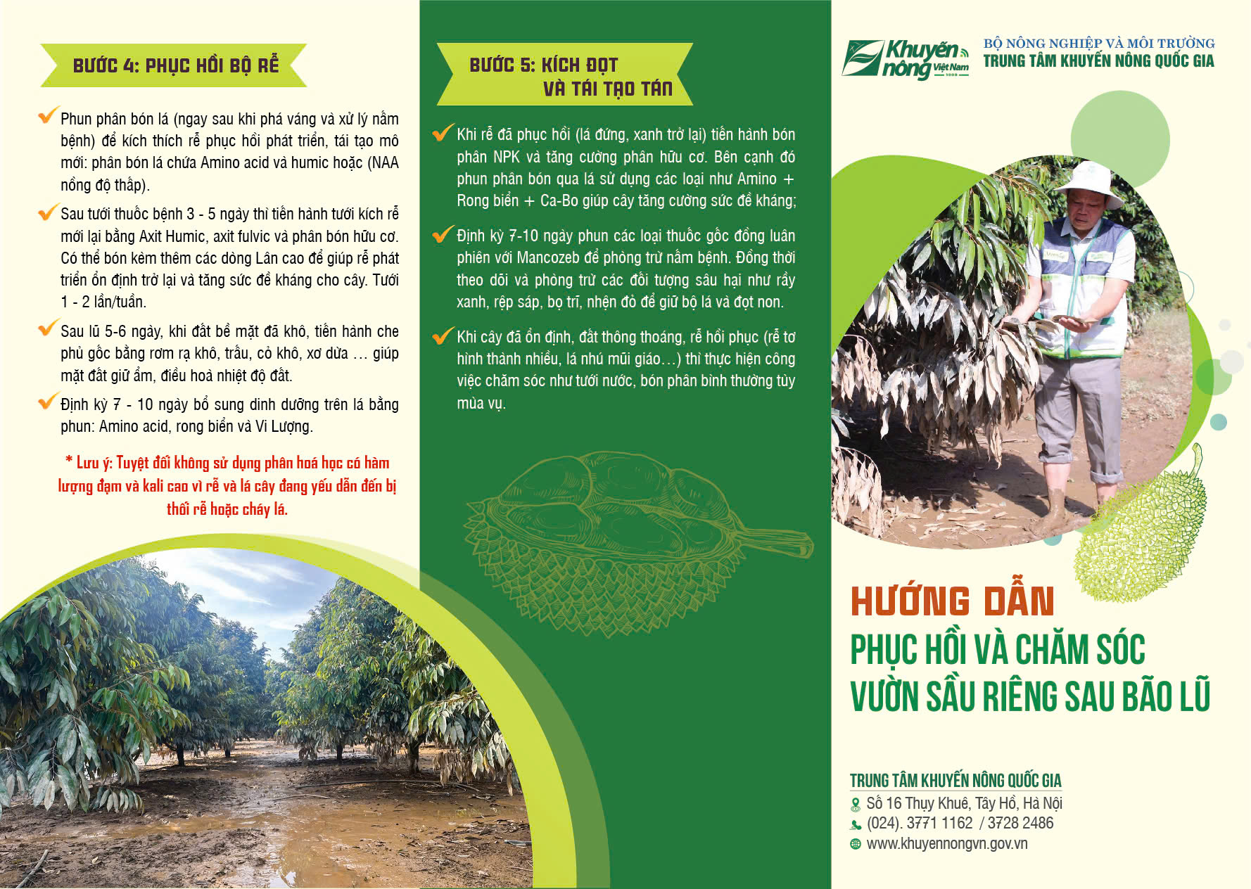 Hướng dẫn phục hồi và chăm sóc vườn sầu riêng sau bão lũ