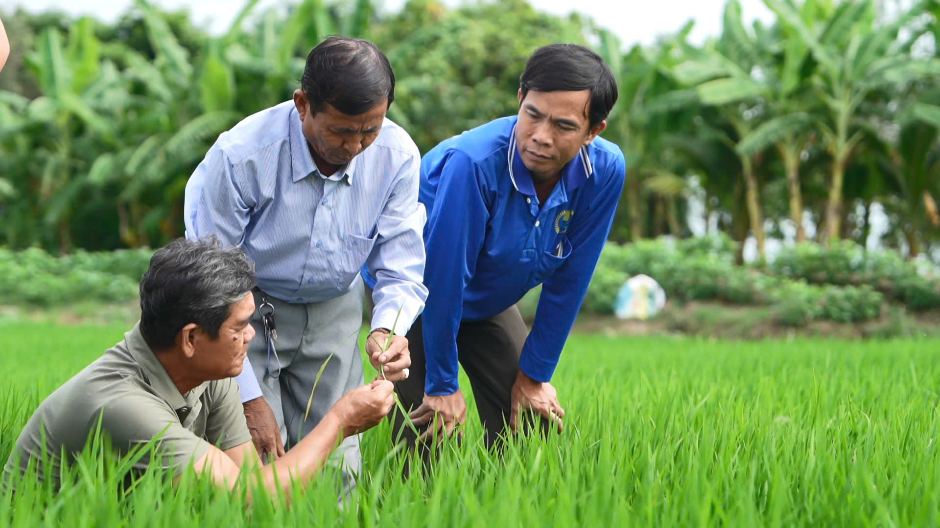 Đề án 1 triệu héc-ta lúa Nâng cao năng lực cộng đồng, cải thiện sinh kế, giảm phát thải và bảo vệ Daga88 com c3 được xếp hạng cao nhất