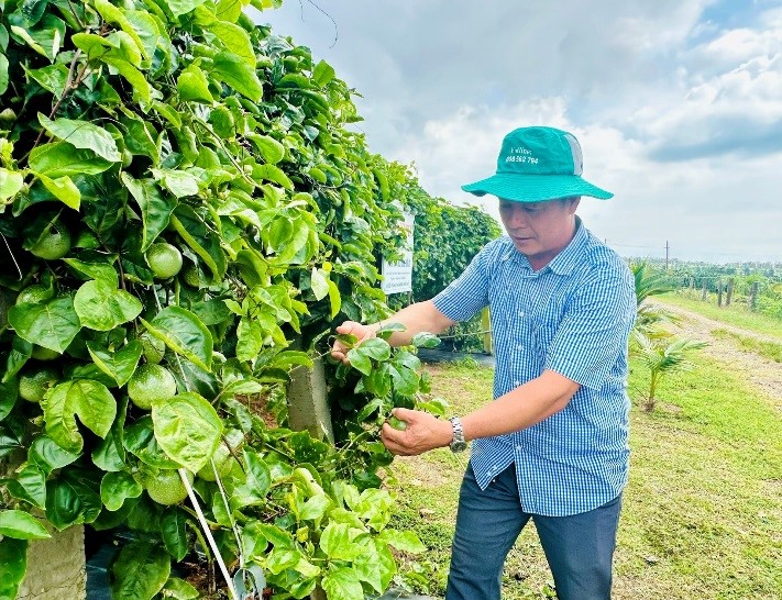 Lâm Đồng Hiệu quả thiết thực mô hình trồng chanh dây hướng hữu cơ đạt chứng nhận VietGAP