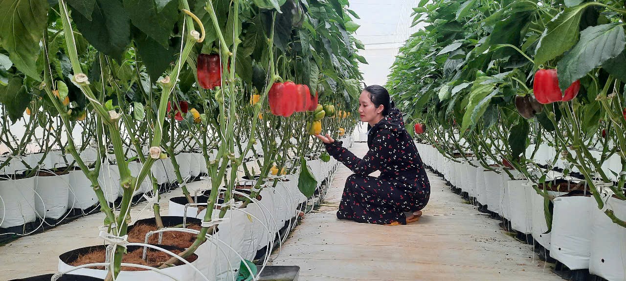 Ứng dụng công nghệ cao trồng ớt chuông trong nhà màng
