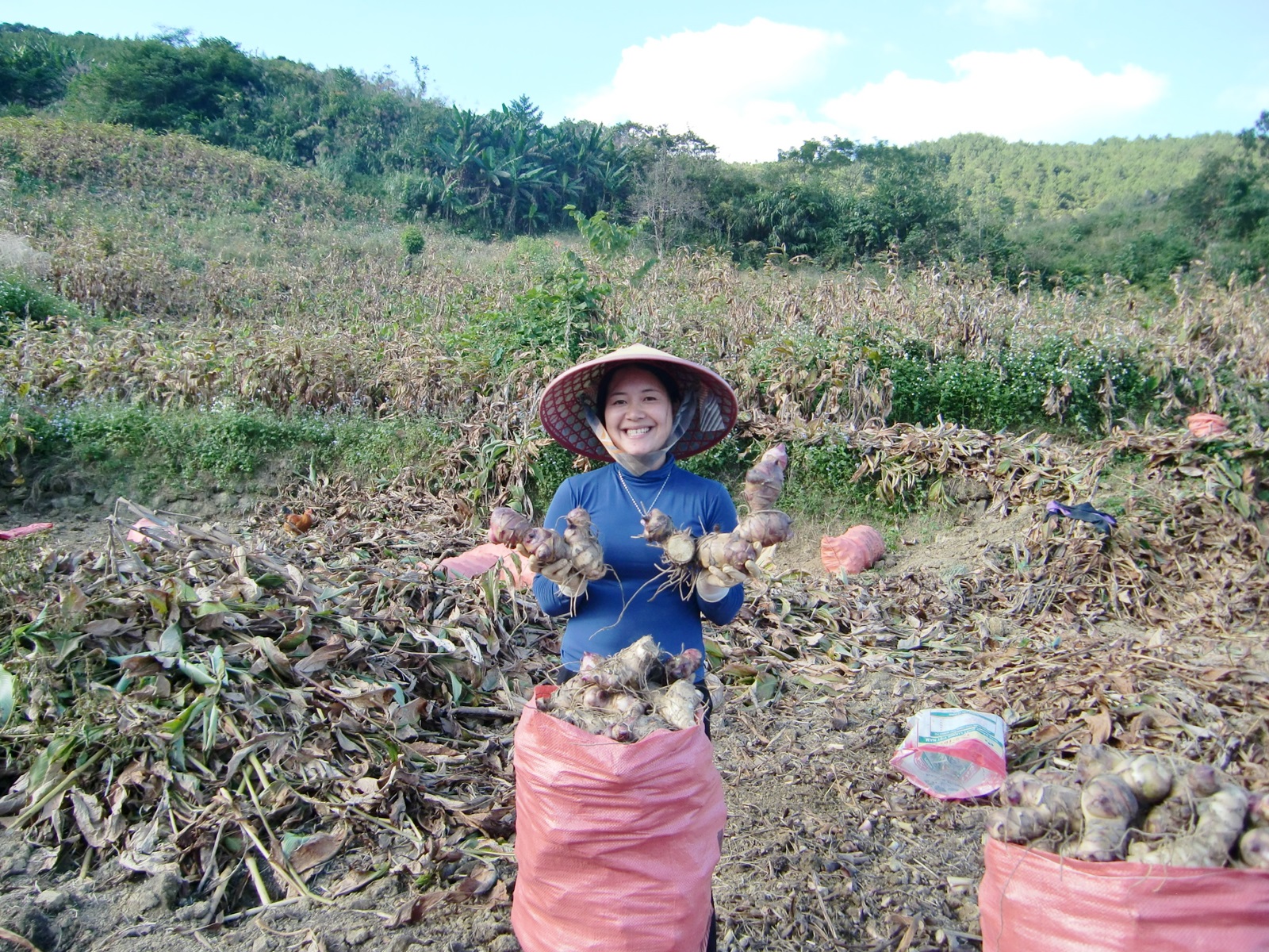Sản xuất dong riềng theo tiêu chuẩn VietGAP đem lại hiệu quả kinh tế cho người dân Cao Bằng
