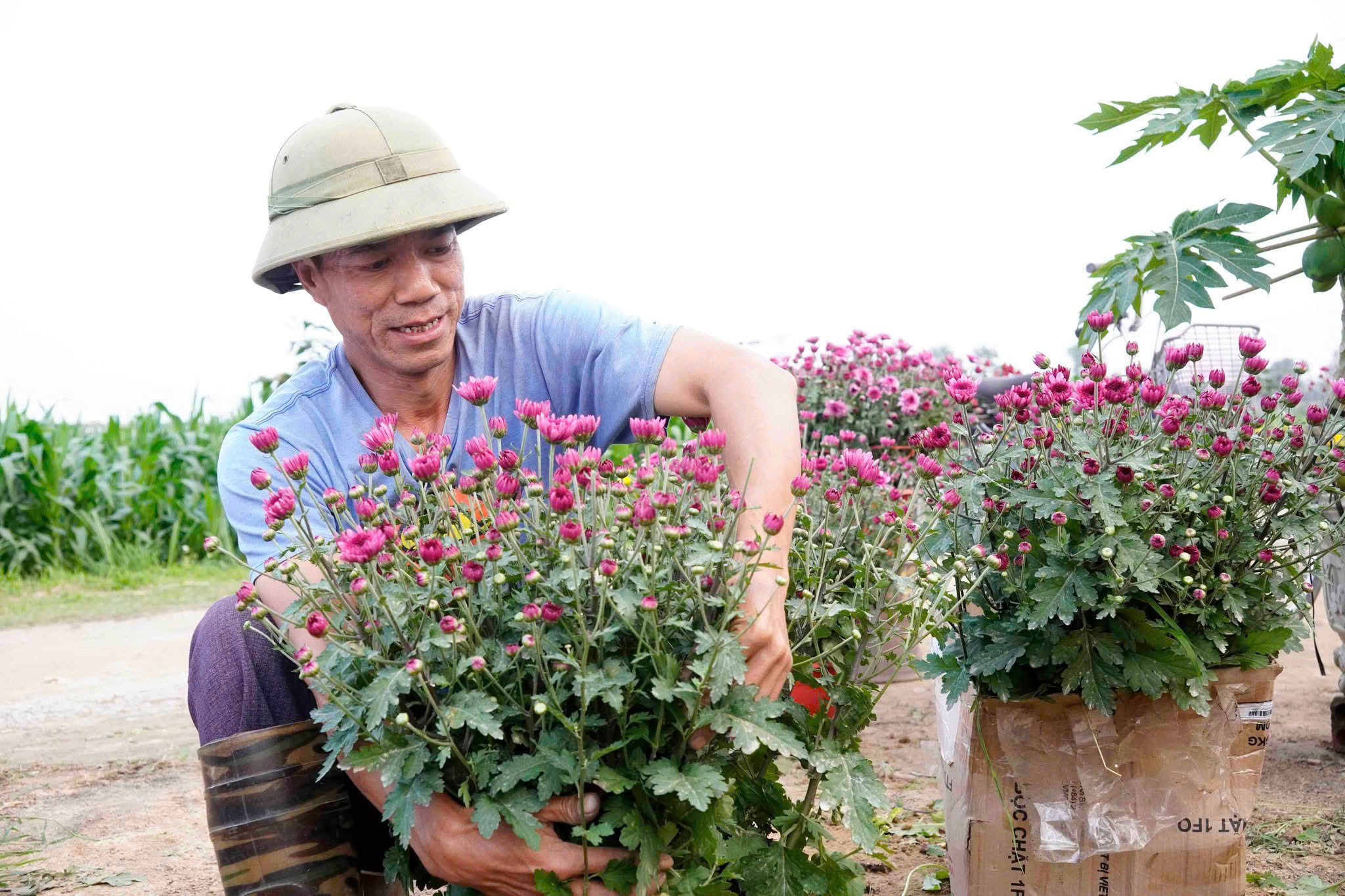 Sắc xuân rực rỡ từ vườn hoa Tết đầu tiên ở Hương Sơn