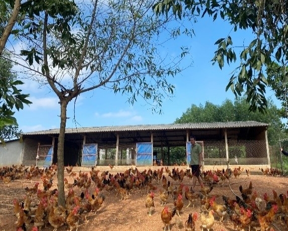 Kiểm soát dịch bệnh vụ Xuân – Hè 2026 Nền tảng bảo vệ Daga88.com c3 các trận đá gà đỉnh cao và mở rộng không gian ĐÁ GÀ 88 | Trực Tiếp Đá Gà THOMO [CPC1 CPC2 CPC3