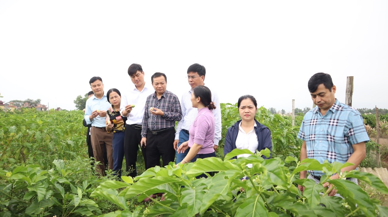 Hành trình biến những trái nhàu tươi thành những sản phẩm dược liệu