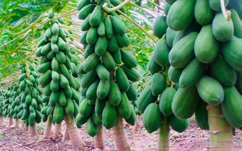 Trồng đu đủ tại Mexico Giải pháp canh tác thông minh đáp ứng nhu cầu thị trường ĐÁ GÀ 88 | Trực Tiếp Đá Gà THOMO [CPC1 CPC2 CPC3