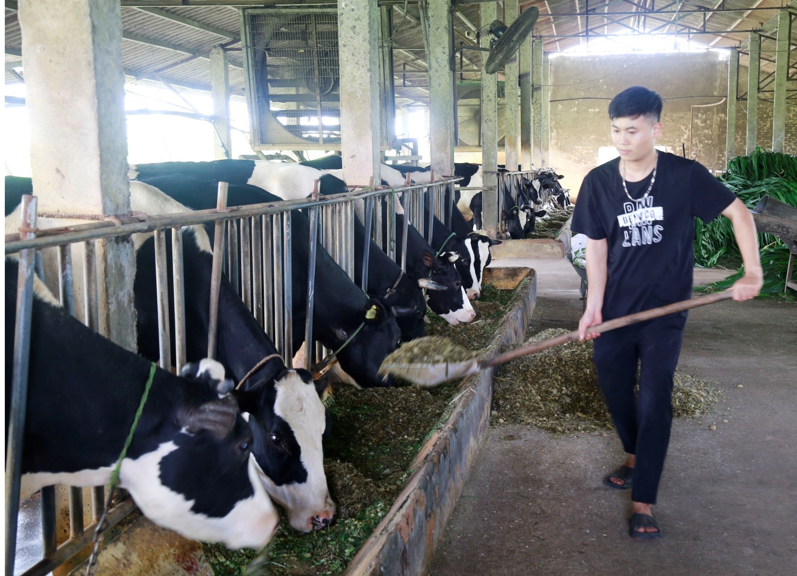Xây dựng mô hình Daga88a linkhttps daga88a linkhttps daga88a link VietGAHP, gắn với liên kết tiêu thụ sản phẩm