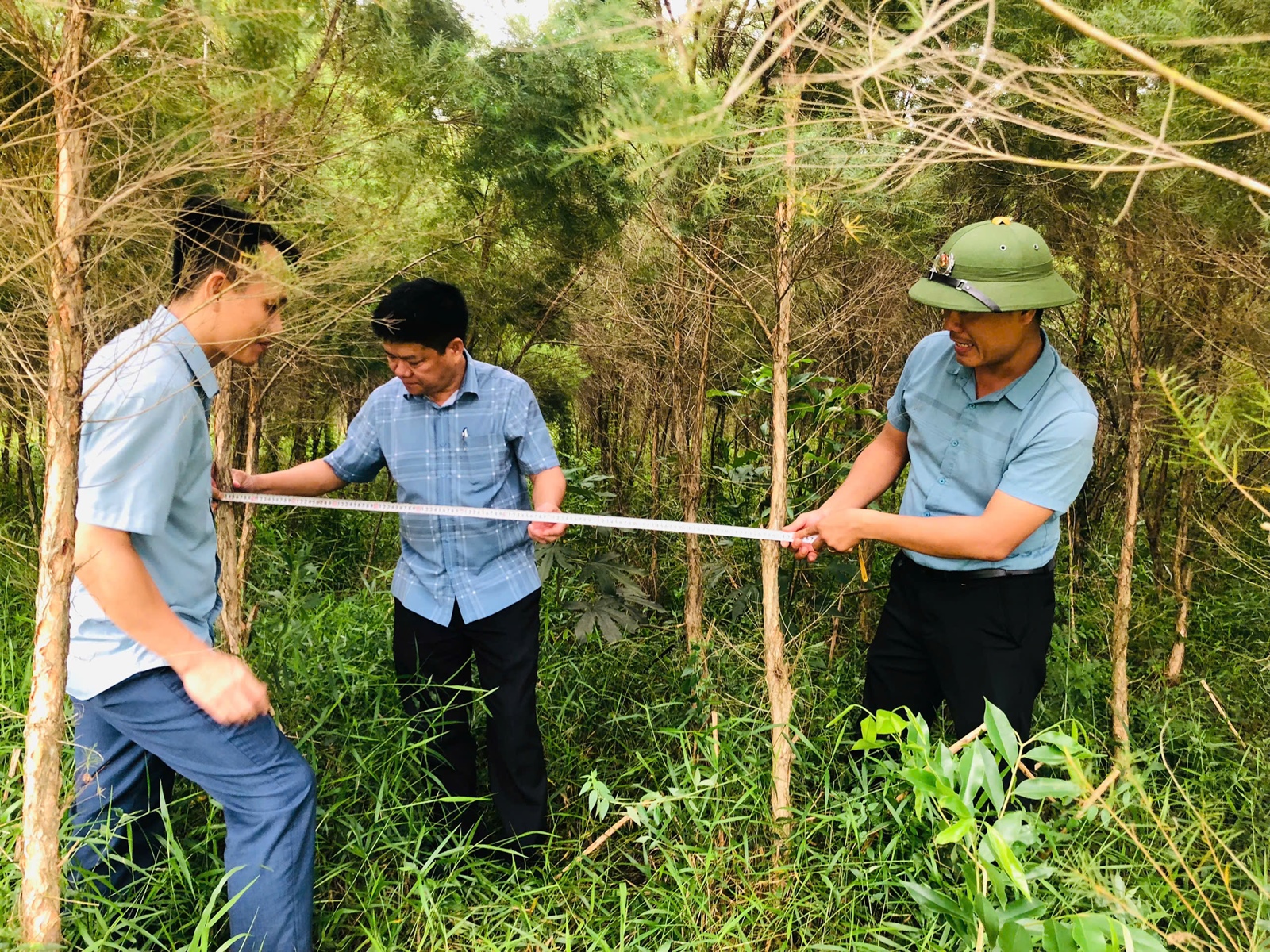 Hà Tĩnh Phát huy lợi thế đất lâm nghiệp từ mô hình trồng cây tràm trà, tràm năm gân làm tinh dầu