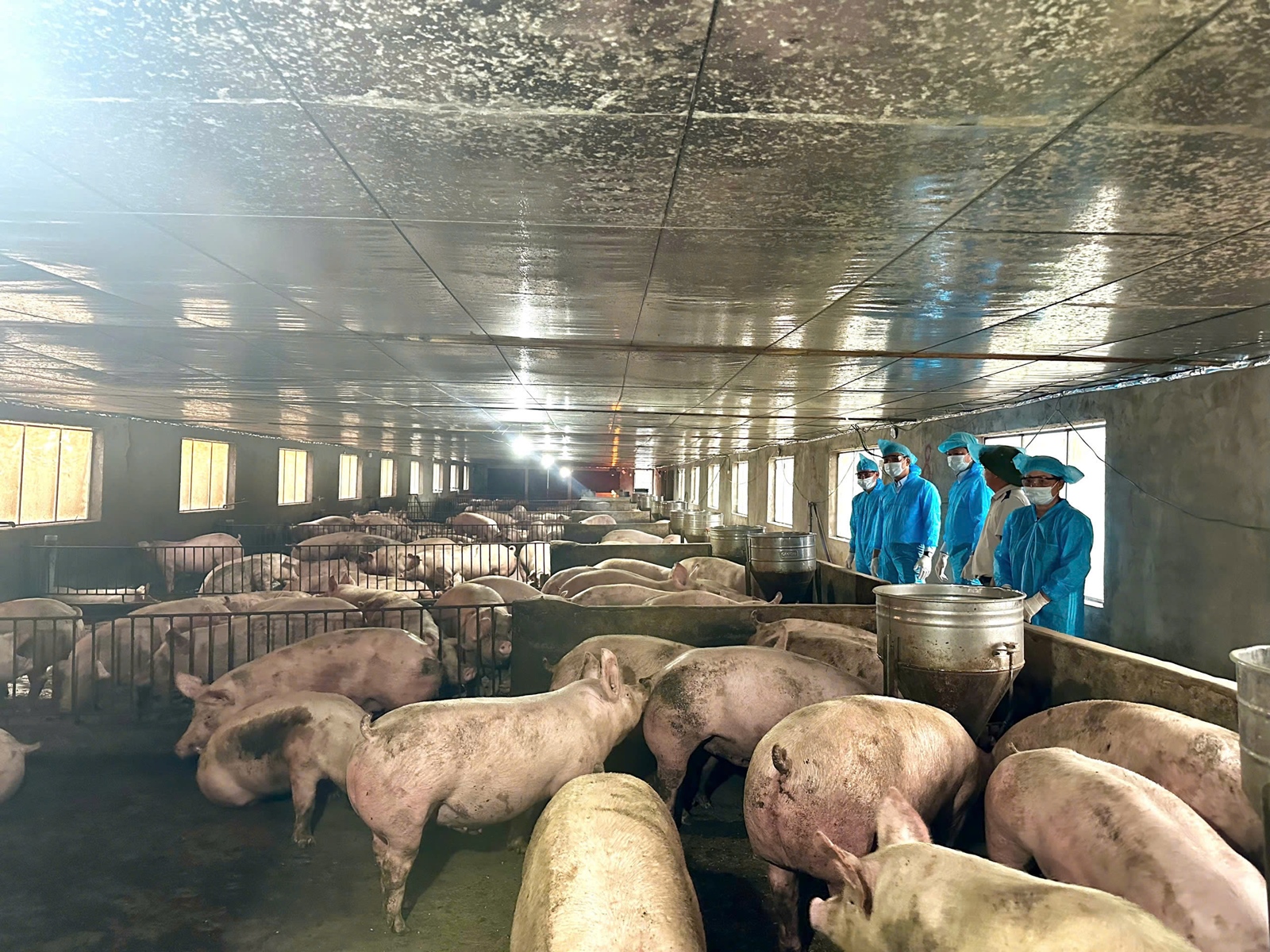 Một số kết quả của dự án “Xây dựng mô hình Daga88a linkhttps daga88a linkhttps daga88a link lợn thịt chứng nhận VietGAHP gắn với liên kết tiêu thụ sản phẩm” tại Nghệ An và Hà Tĩnh năm 2025