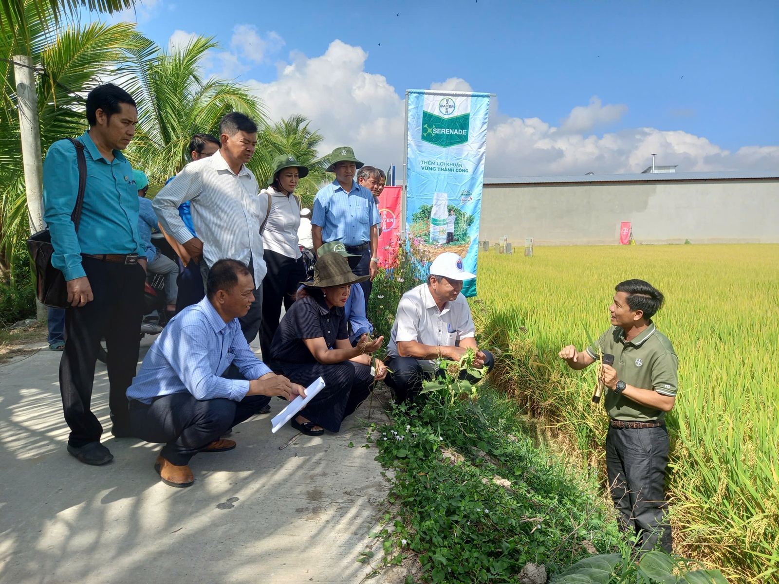 Vĩnh Long Mô hình canh tác lúa bền vững Bayer Forward Farming tăng năng suất, giảm chi phí, hướng tới phát thải thấp