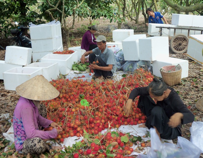 Quy trình kỹ thuật xử lý ra hoa trái vụ cho cây chôm chôm cho các tỉnh Nam Bộ