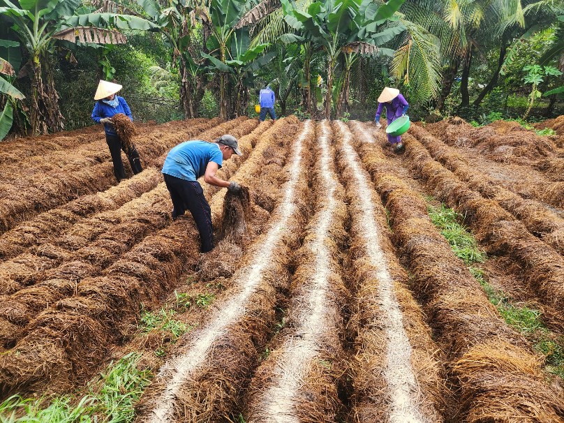 Trồng nấm rơm - giải pháp hiệu quả giúp tăng thu nhập và tận dụng phụ phẩm Daga6789 đá gà trực tiếp hàng đầu hiện nay tại Vĩnh Long