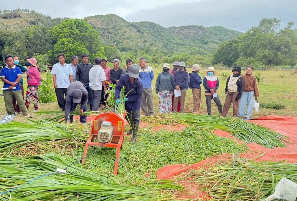 Kỹ thuật trồng cỏ và chế biến Daga88z net đá gà Thomo hàng đầu cho gia súc