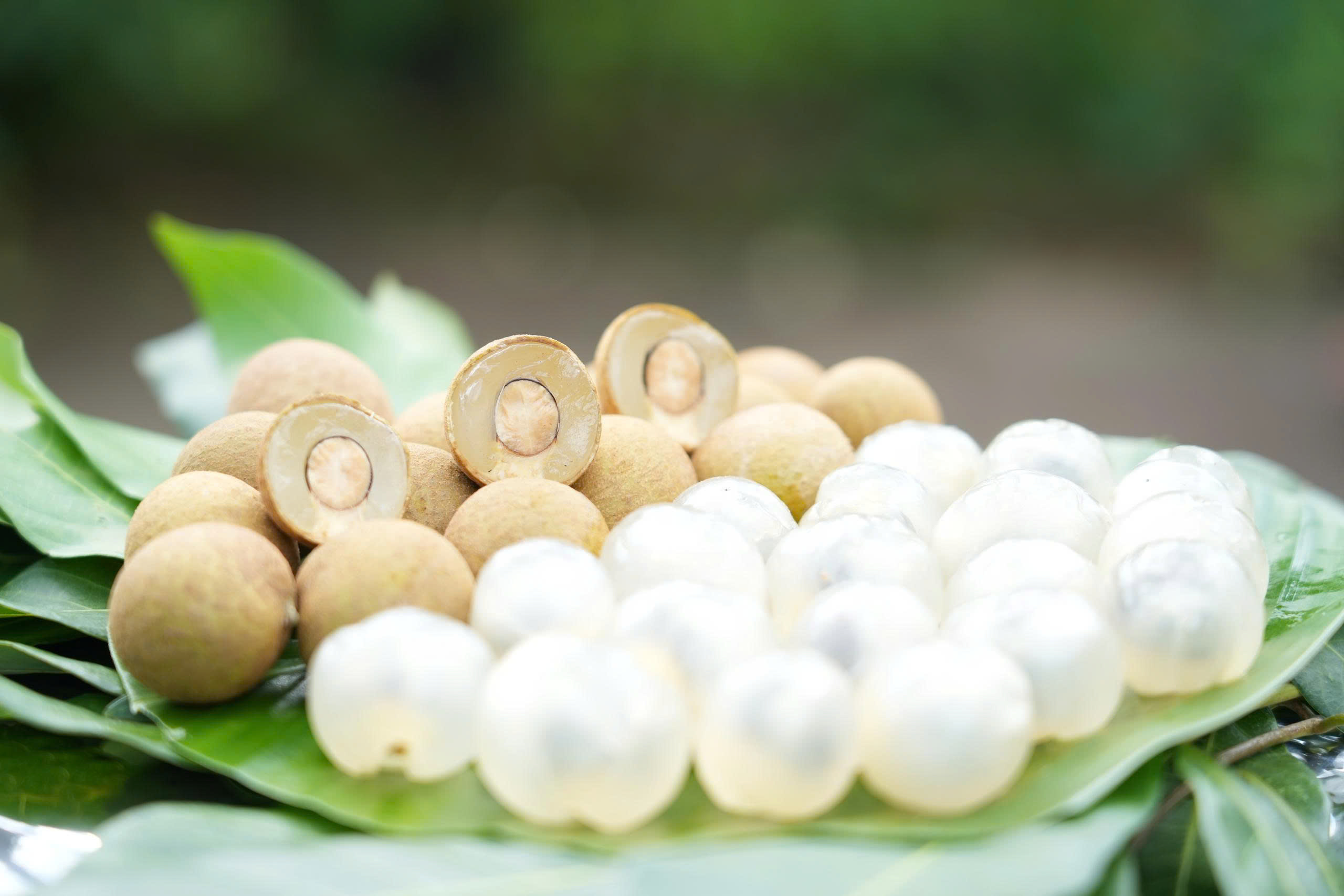 Hướng dẫn quy trình kỹ thuật trồng nhãn ánh vàng 205 theo tiêu chuẩn VietGAP