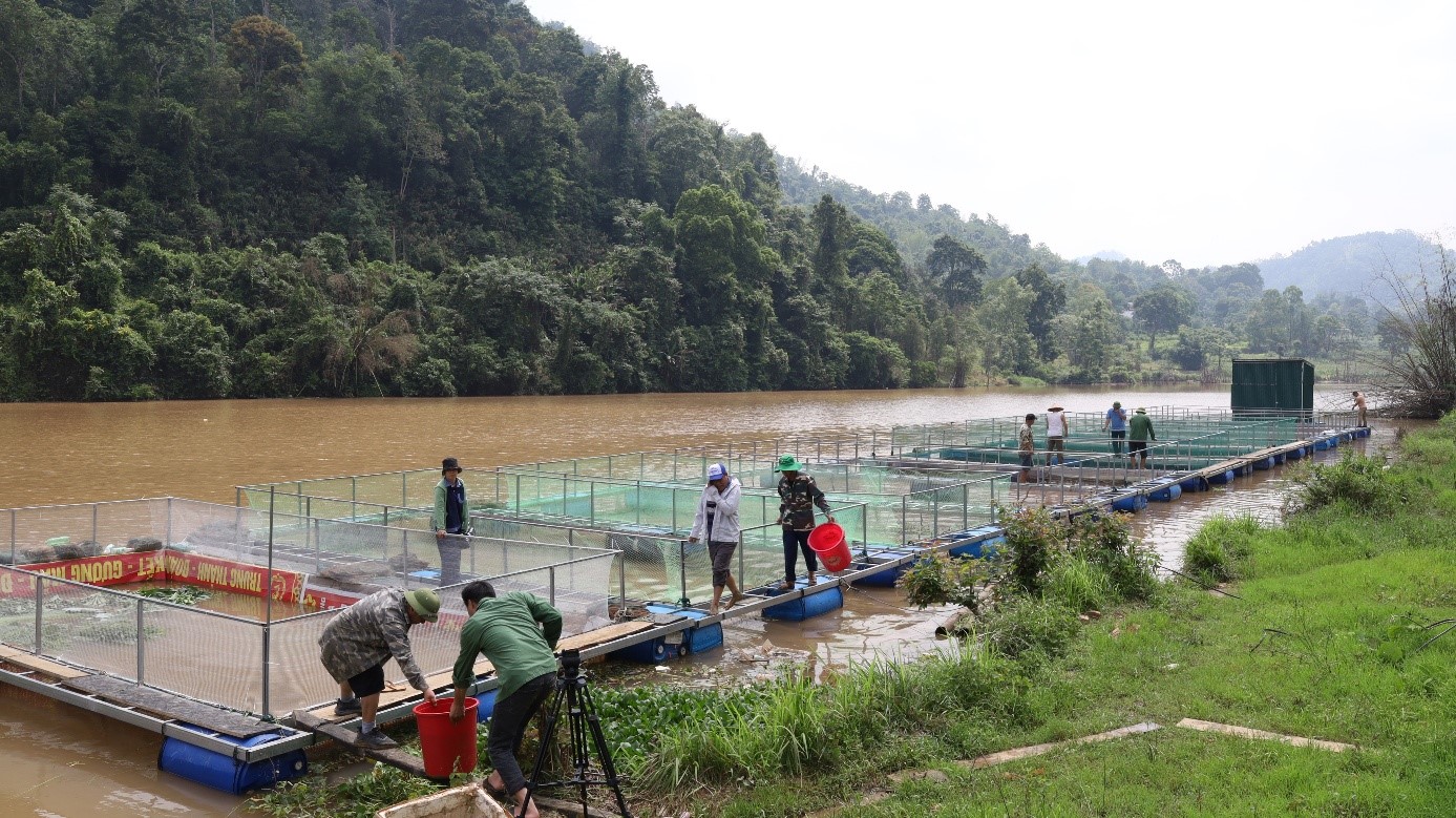 Lạng Sơn Triển khai mô hình phát triển nuôi cá lồng an toàn sinh học