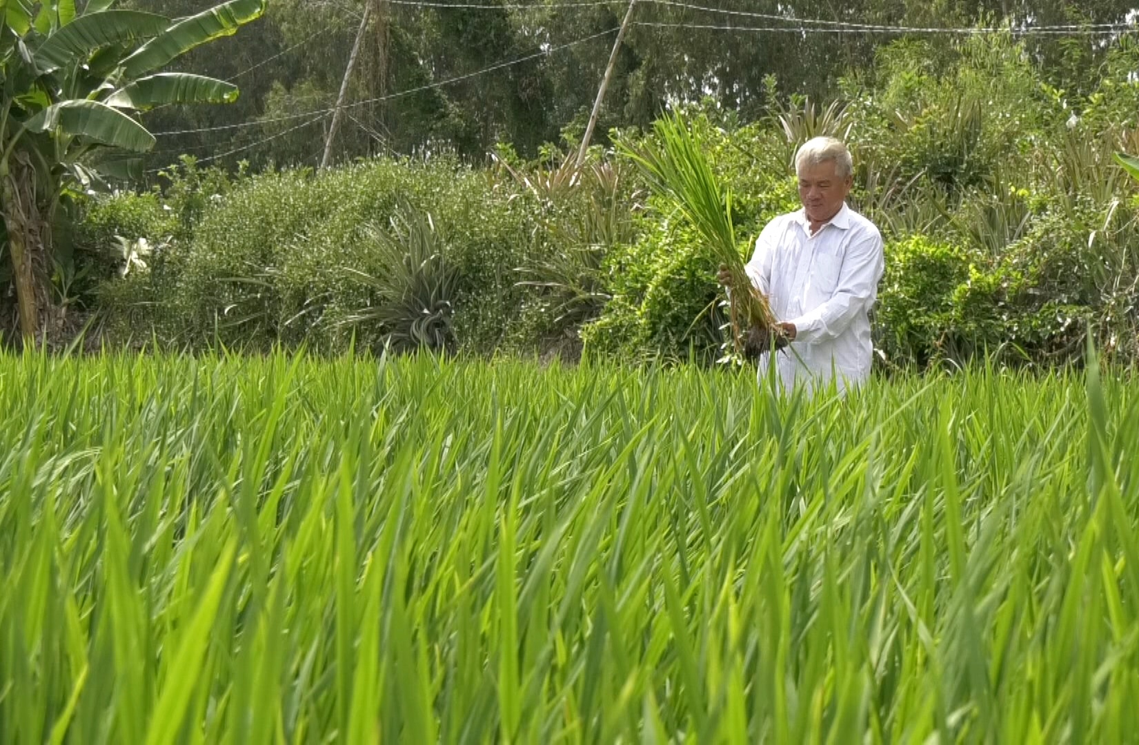 Đồng Tháp Sản xuất lúa sinh thái góp phần thực hiện Đề án bảo tồn sếu đầu đỏ
